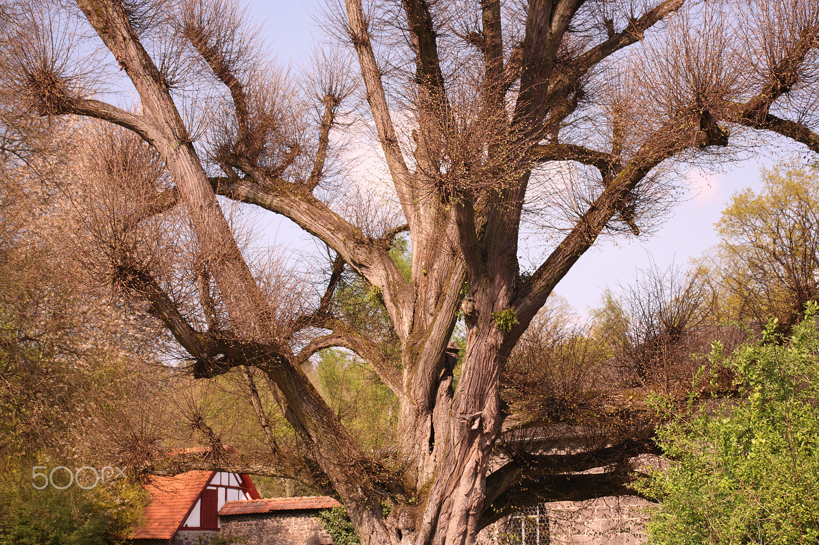 Canon EOS 5D + EF75-300mm f/4-5.6 sample photo. Big tree photography