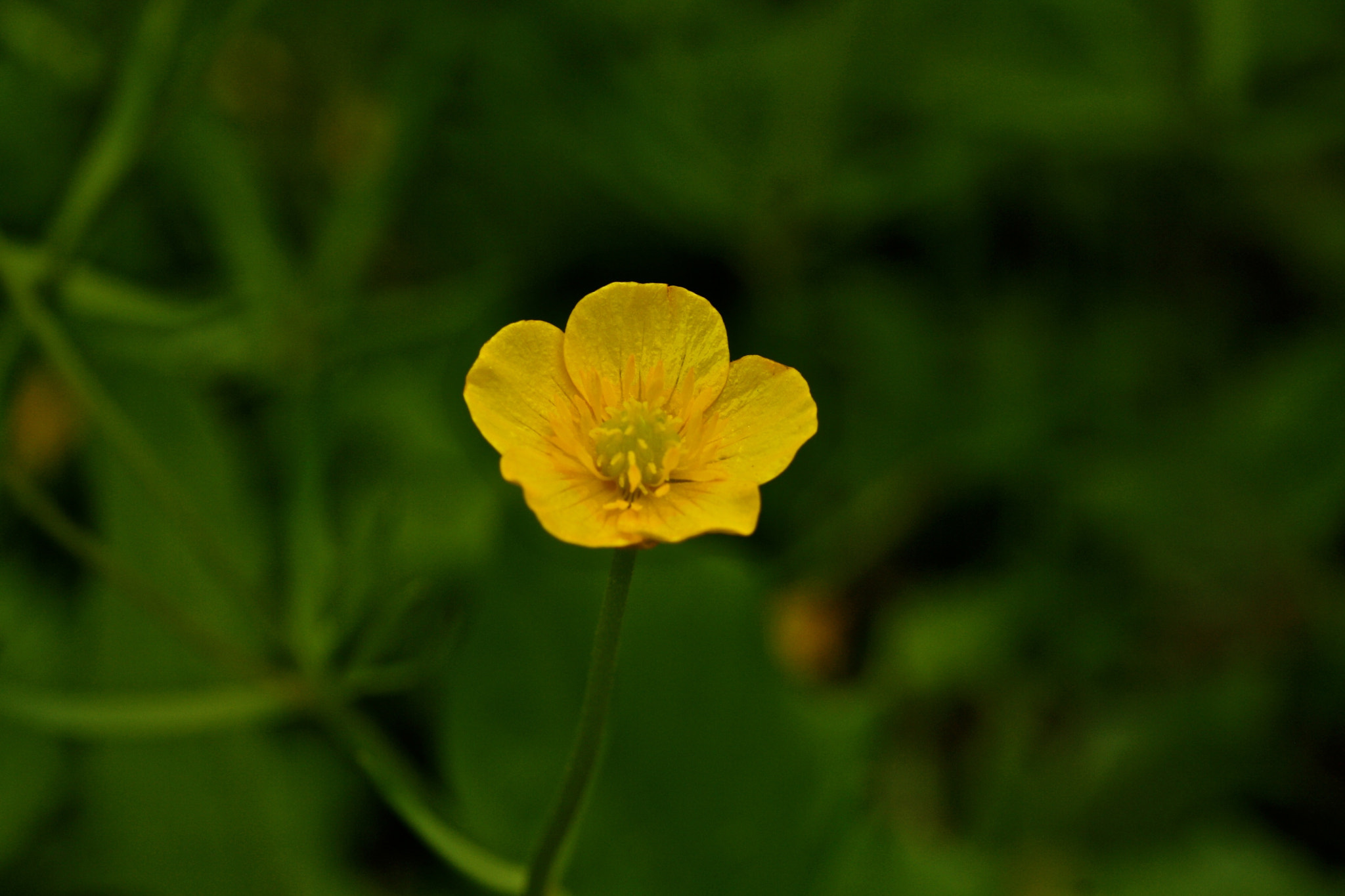 Sigma 105mm F2.8 EX DG OS HSM sample photo. Weißensee - auferstehungskirchhof photography