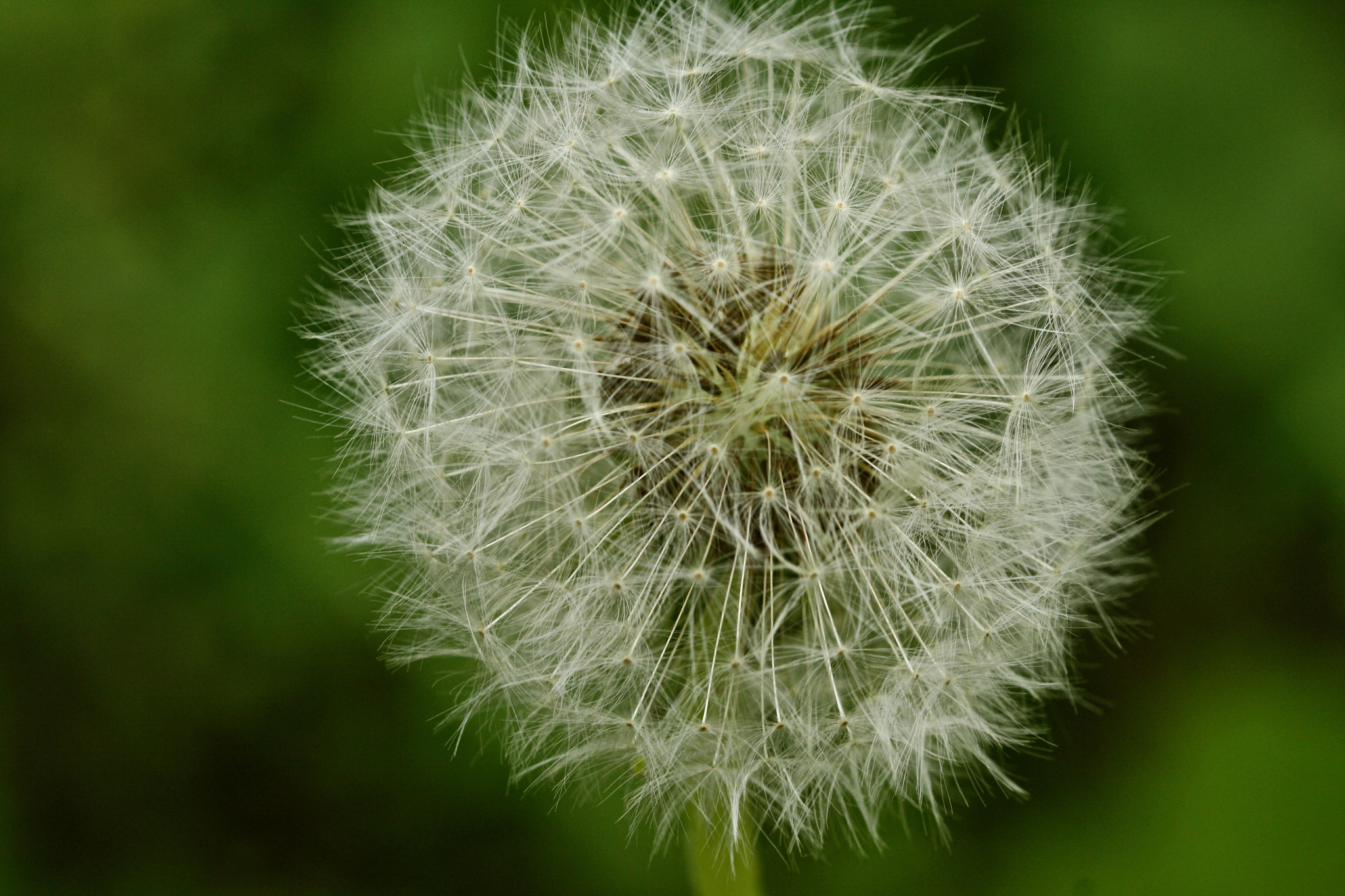 Sigma 105mm F2.8 EX DG OS HSM sample photo. Weißensee - auferstehungskirchhof photography