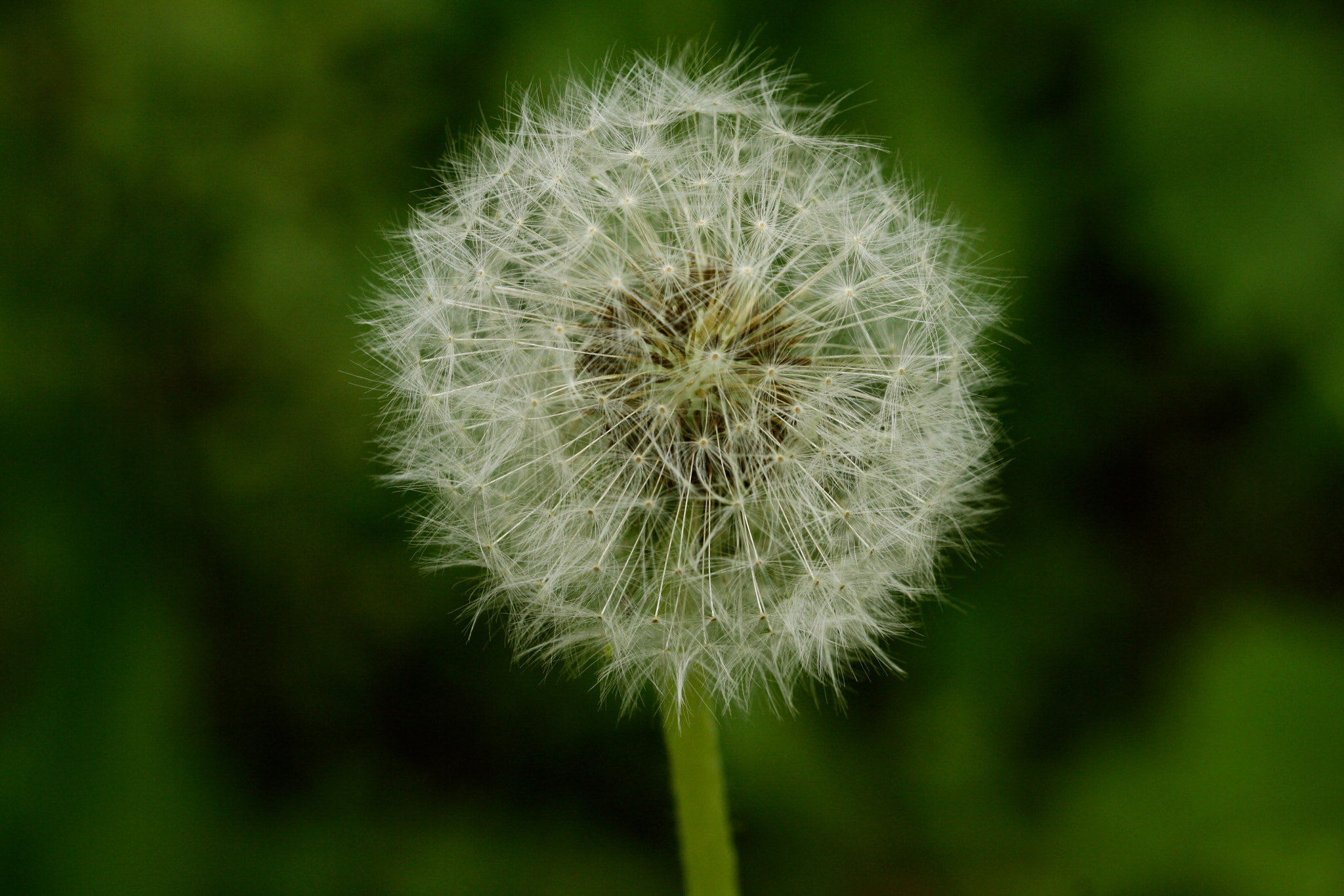 Sigma 105mm F2.8 EX DG OS HSM sample photo. Weißensee - auferstehungskirchhof photography