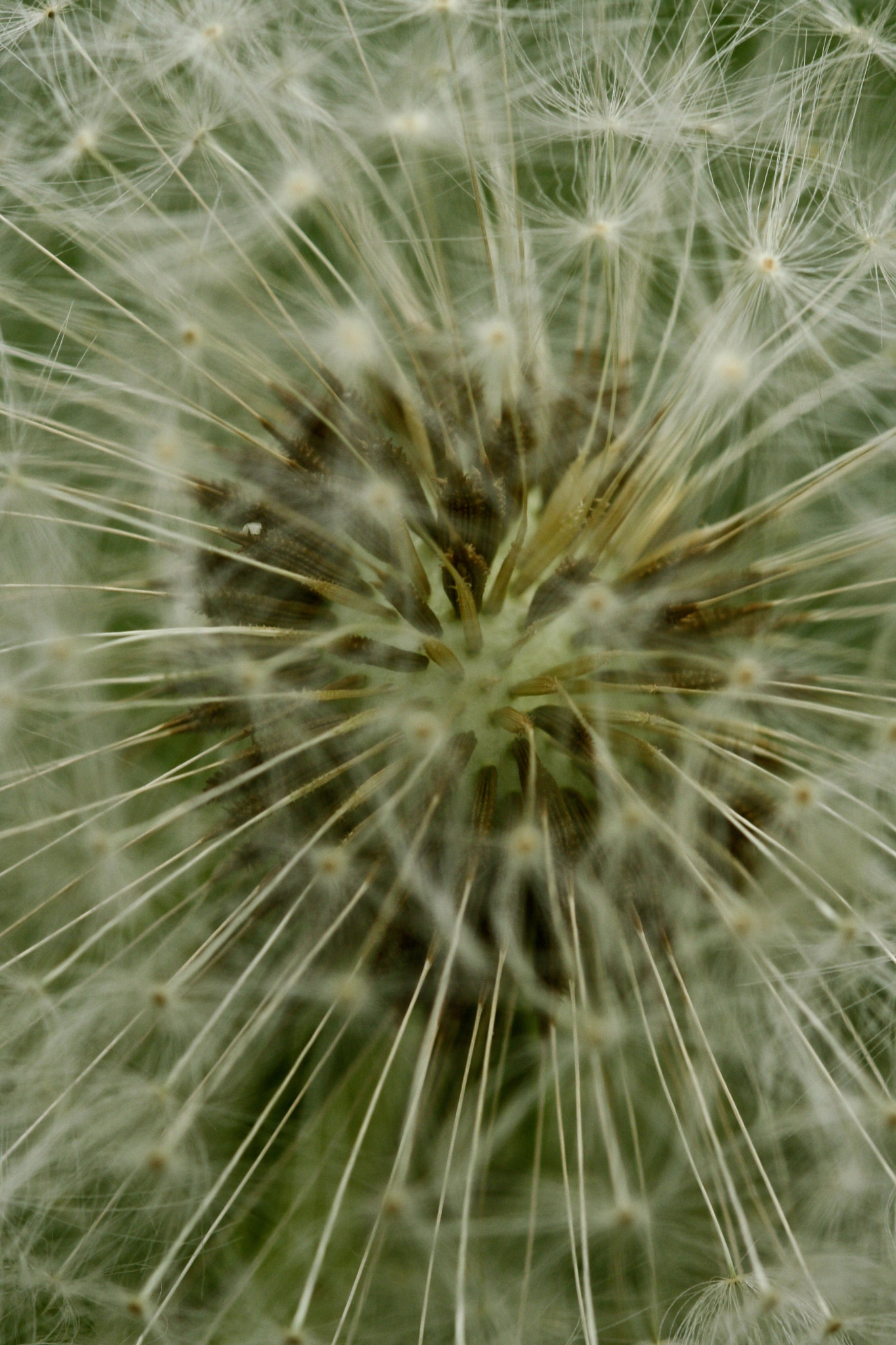 Sigma 105mm F2.8 EX DG OS HSM sample photo. Weißensee - auferstehungskirchhof photography