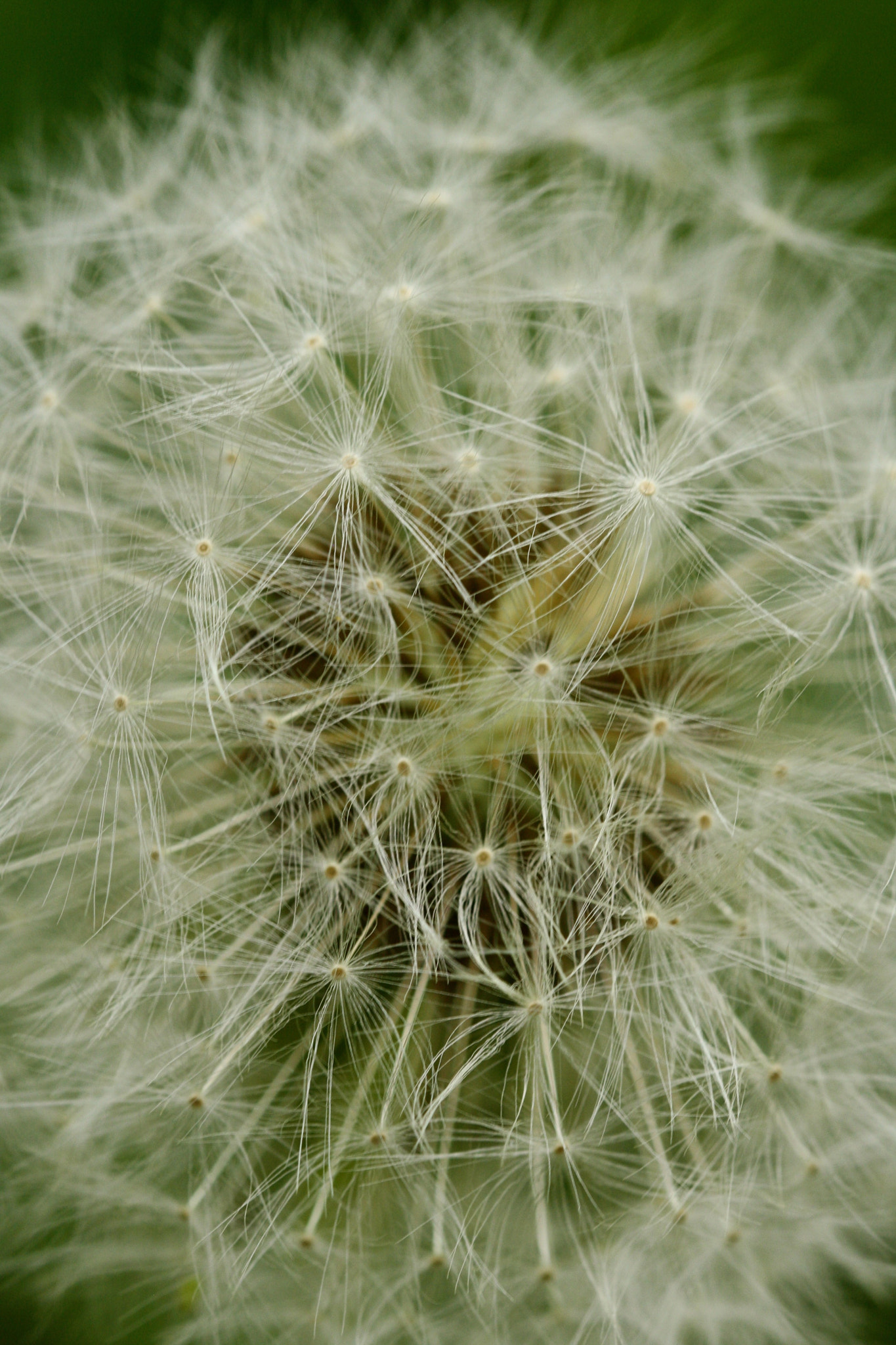 Sigma 105mm F2.8 EX DG OS HSM sample photo. Weißensee - auferstehungskirchhof photography