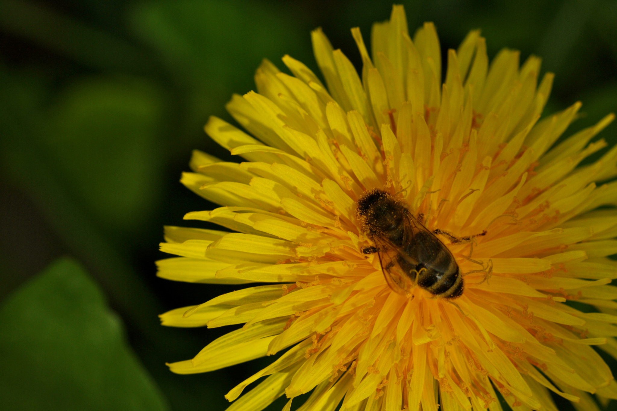 Sigma 105mm F2.8 EX DG OS HSM sample photo. Weißensee - auferstehungskirchhof photography