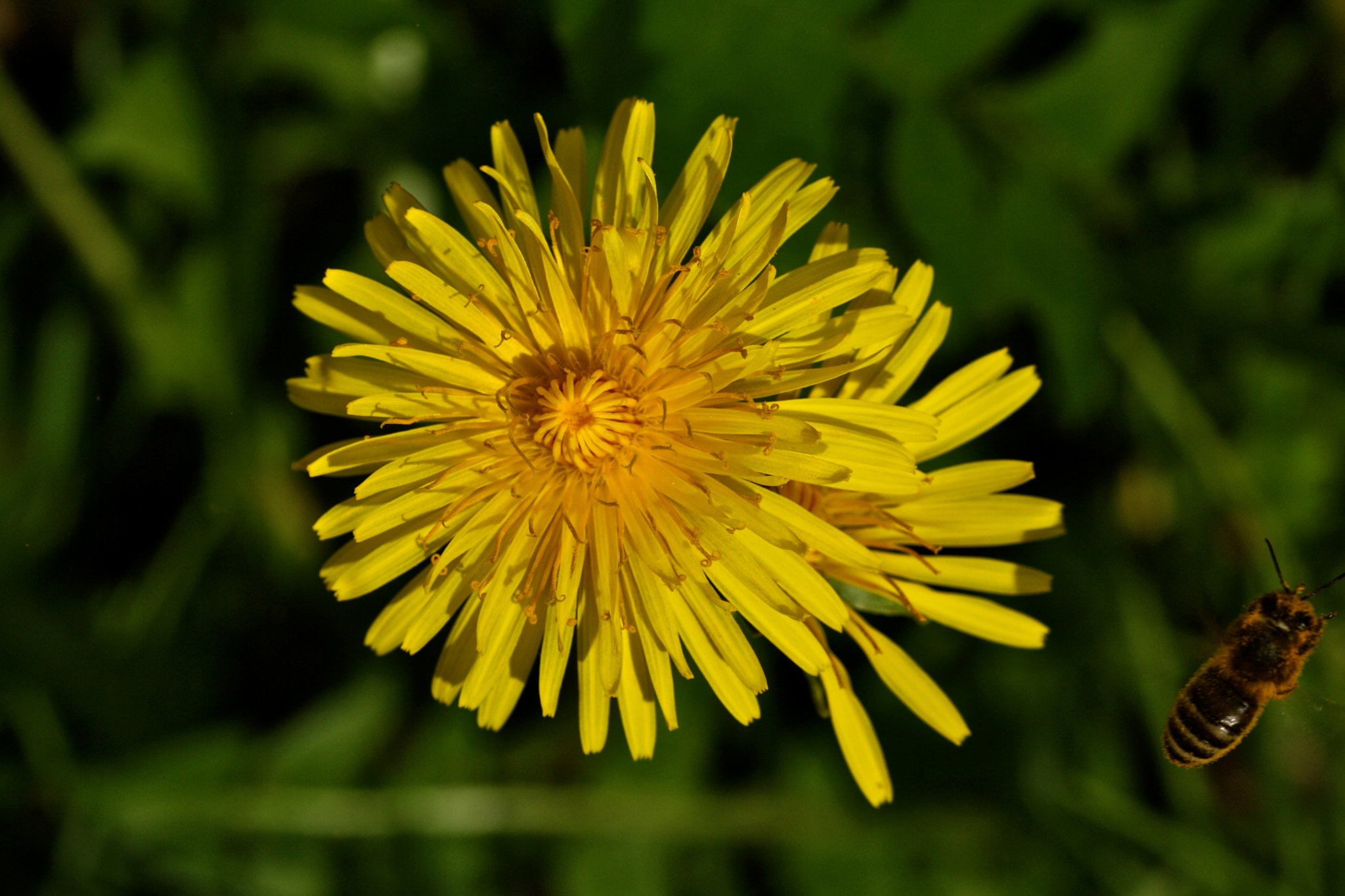 Sigma 105mm F2.8 EX DG OS HSM sample photo. Weißensee - auferstehungskirchhof photography