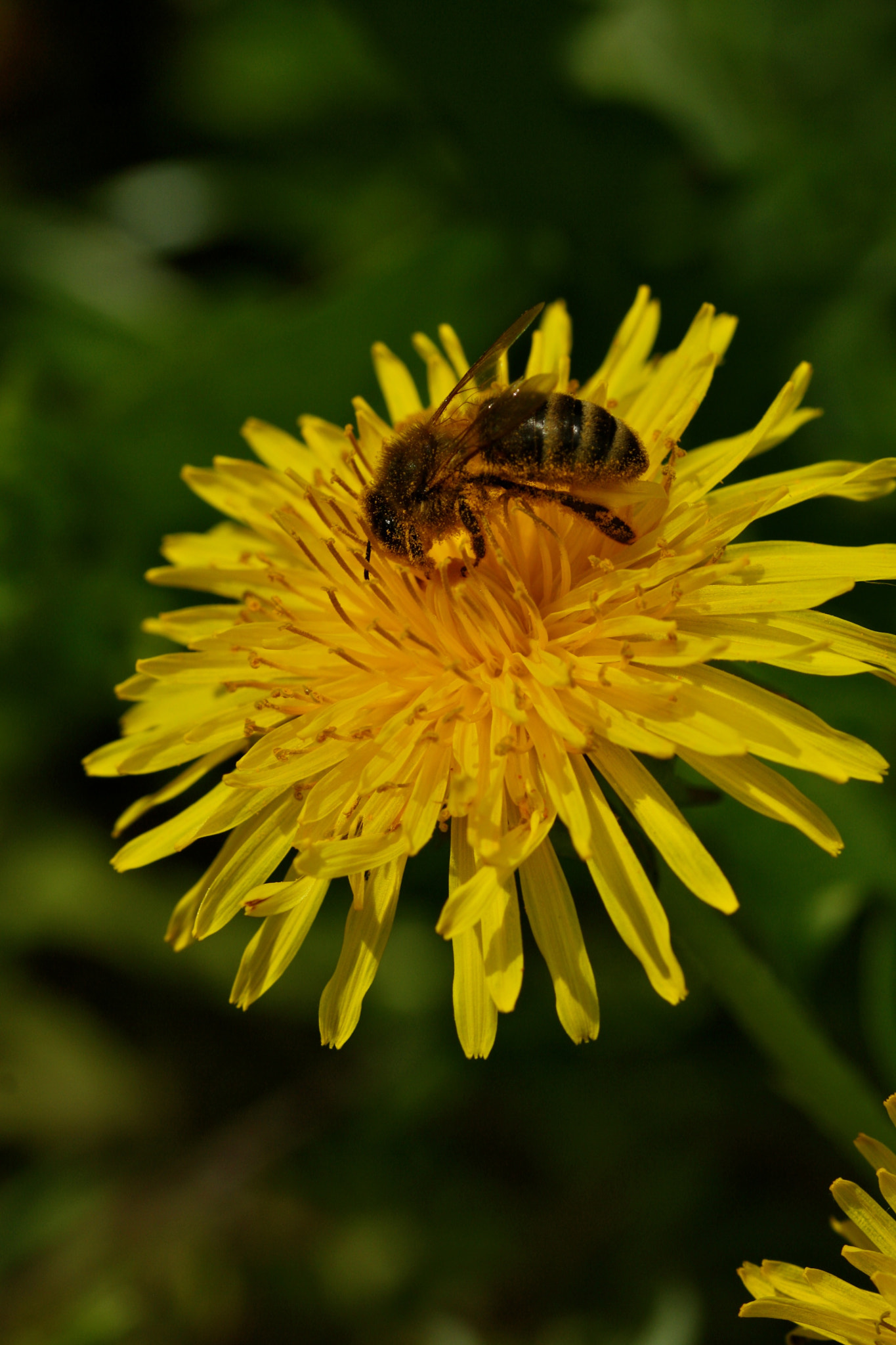 Sigma 105mm F2.8 EX DG OS HSM sample photo. Weißensee - auferstehungskirchhof photography