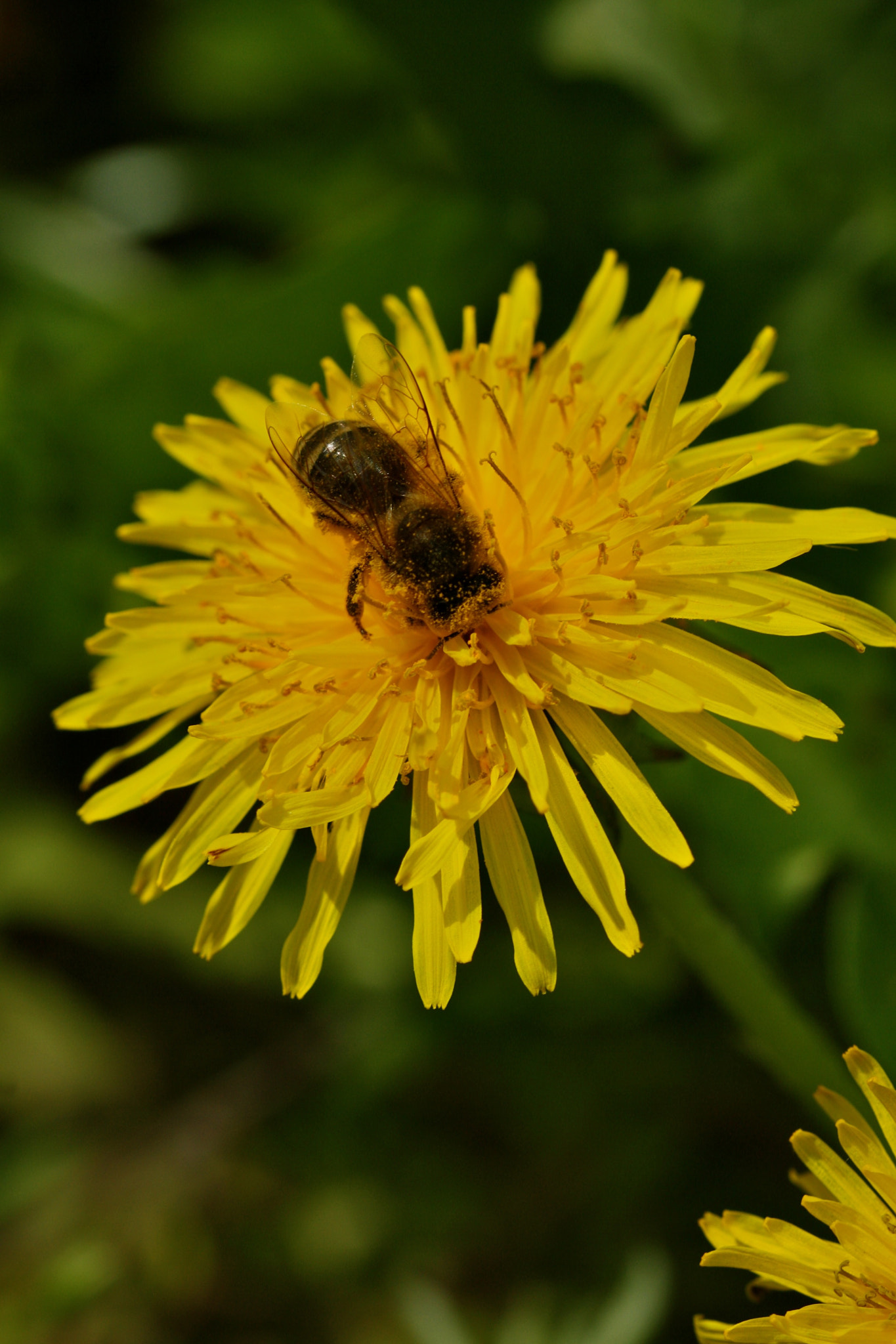 Sigma 105mm F2.8 EX DG OS HSM sample photo. Weißensee - auferstehungskirchhof photography
