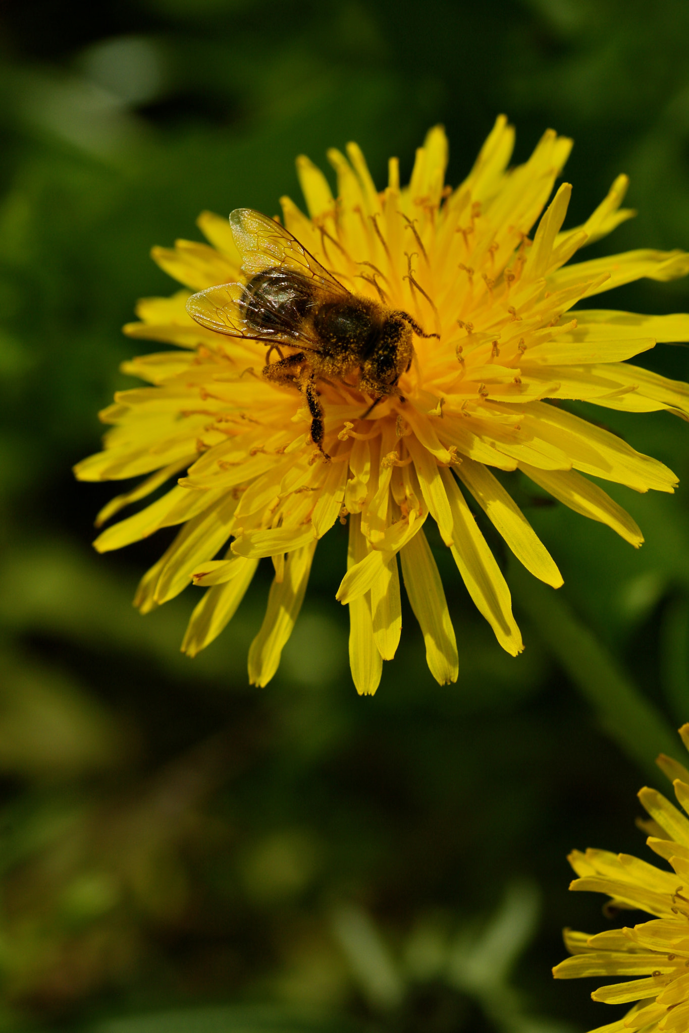 Sigma 105mm F2.8 EX DG OS HSM sample photo. Weißensee - auferstehungskirchhof photography