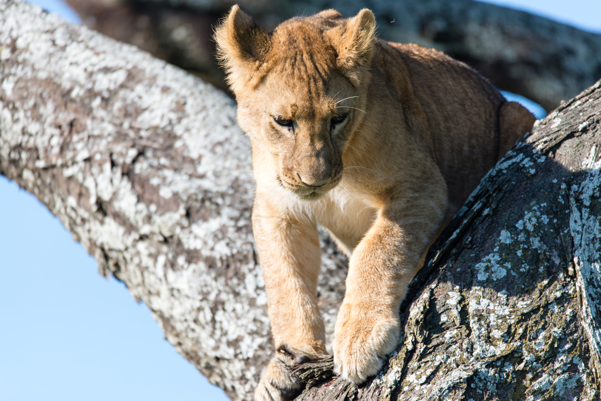 Sigma 150-600mm F5-6.3 DG OS HSM | S sample photo. Attention a la descente photography