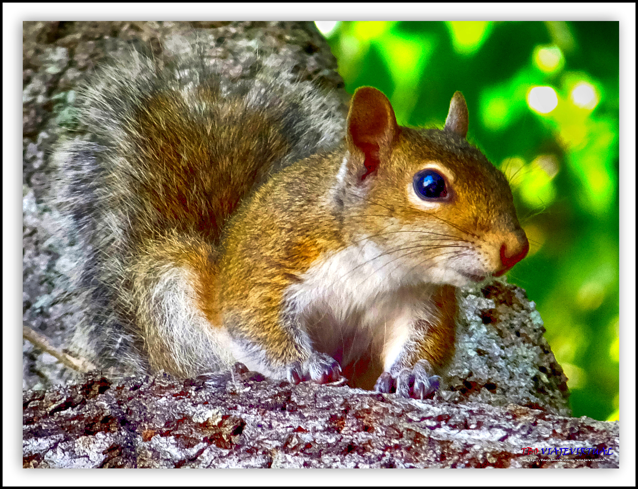 Fujifilm FinePix F850EXR sample photo. Squirrel - ardilla. sciurus aureogaster. photography