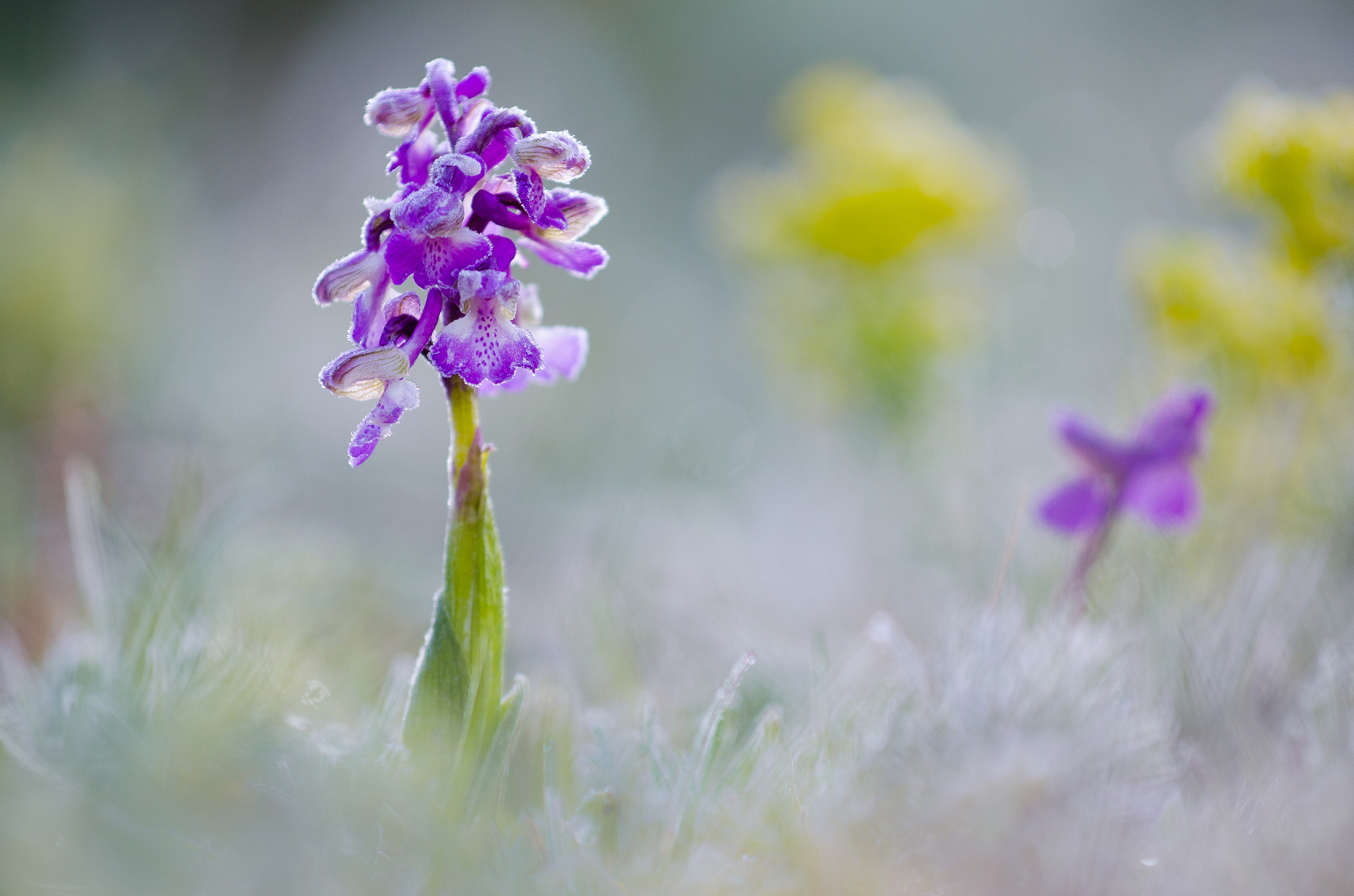 Nikon AF-S Nikkor 70-200mm F4G ED VR sample photo. Tiefgekühlt photography