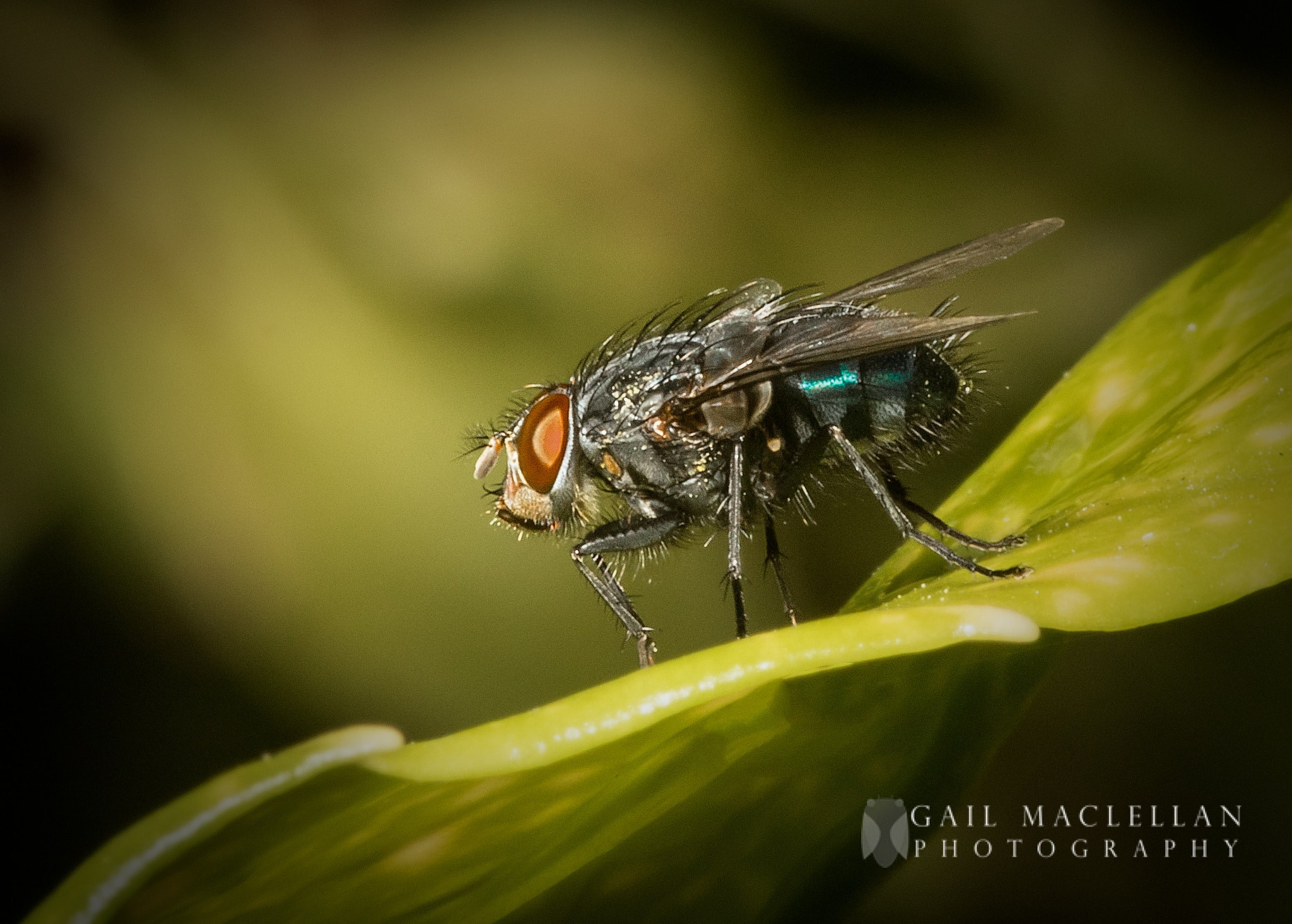 Sigma 105mm F2.8 EX DG Macro sample photo