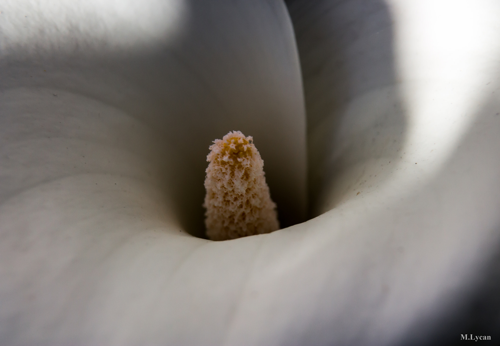 Sigma 18-125mm F3.8-5.6 DC OS HSM sample photo. Flor de pato photography