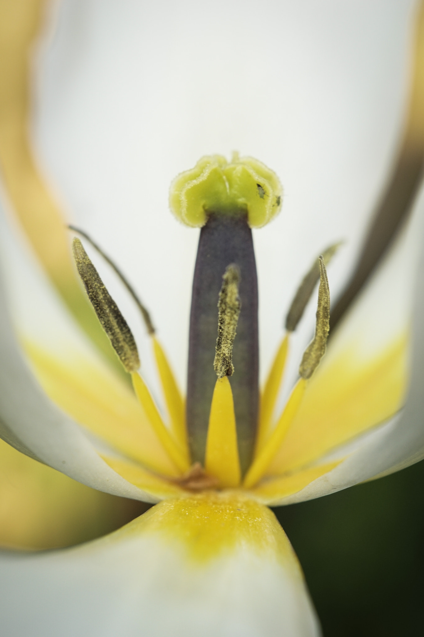 Sony ILCA-77M2 + Minolta AF 50mm F1.7 sample photo. Inside of a tulip photography