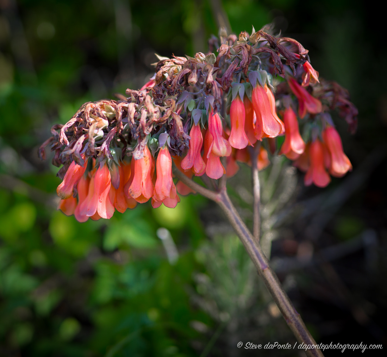 Sony a6000 + Sigma 35mm F1.4 DG HSM Art sample photo. Chandelier plant photography