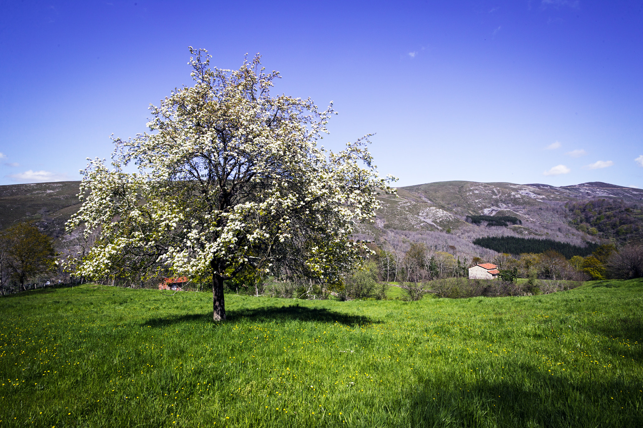 Canon EOS-1Ds + Canon EF 20-35mm F3.5-4.5 USM sample photo. Primavera photography