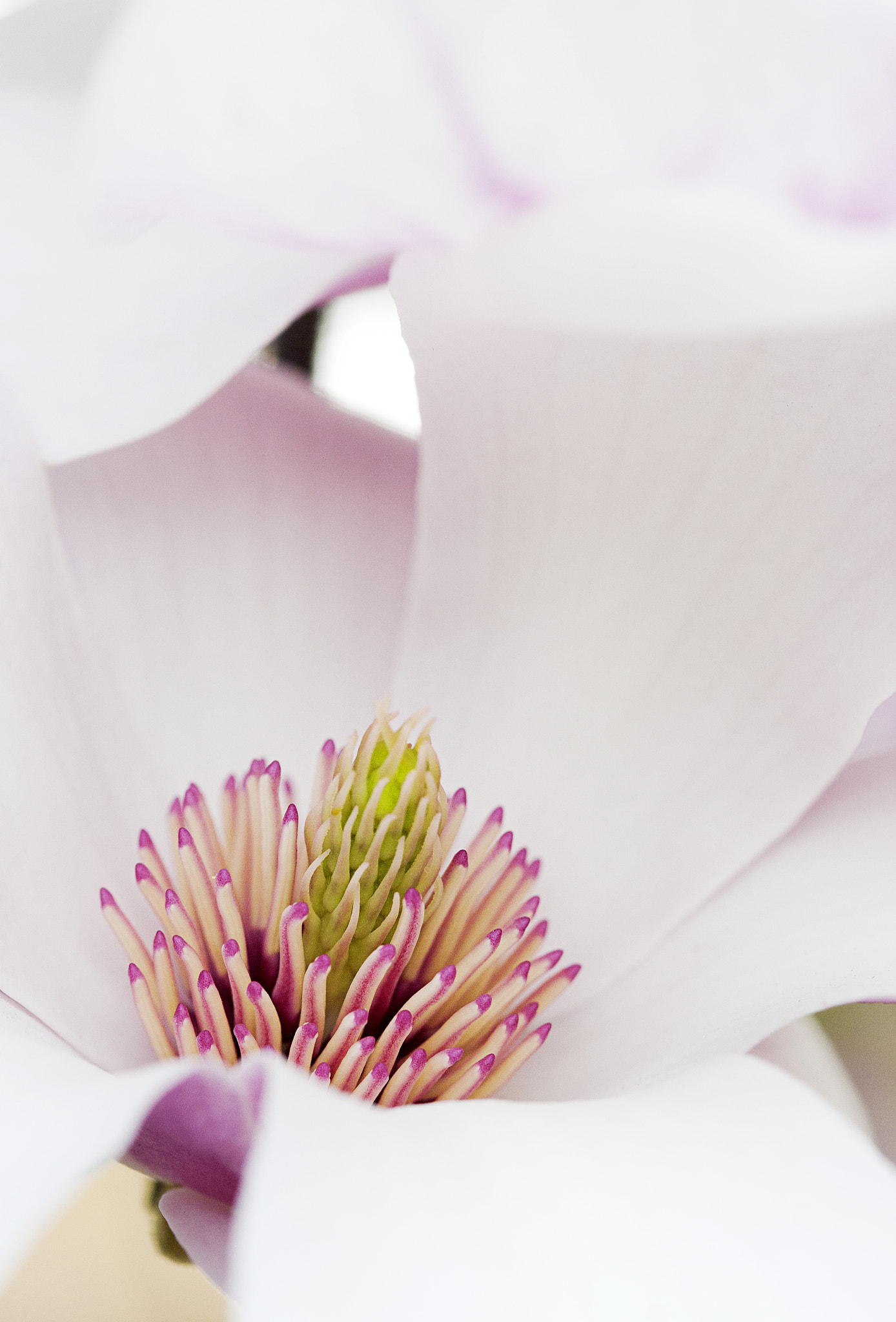 Canon EF 100mm F2.8 Macro USM sample photo. Magnolia macro photography