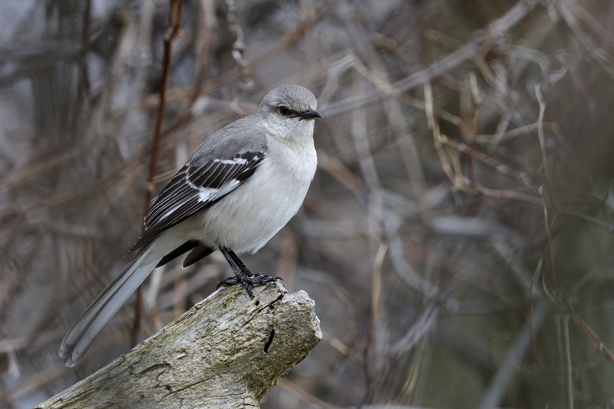 Nikon D300S + Nikon AF-S Nikkor 500mm F4G ED VR sample photo. Moqueur polyglotte mimus polyglottos northern mockingbird cld photography