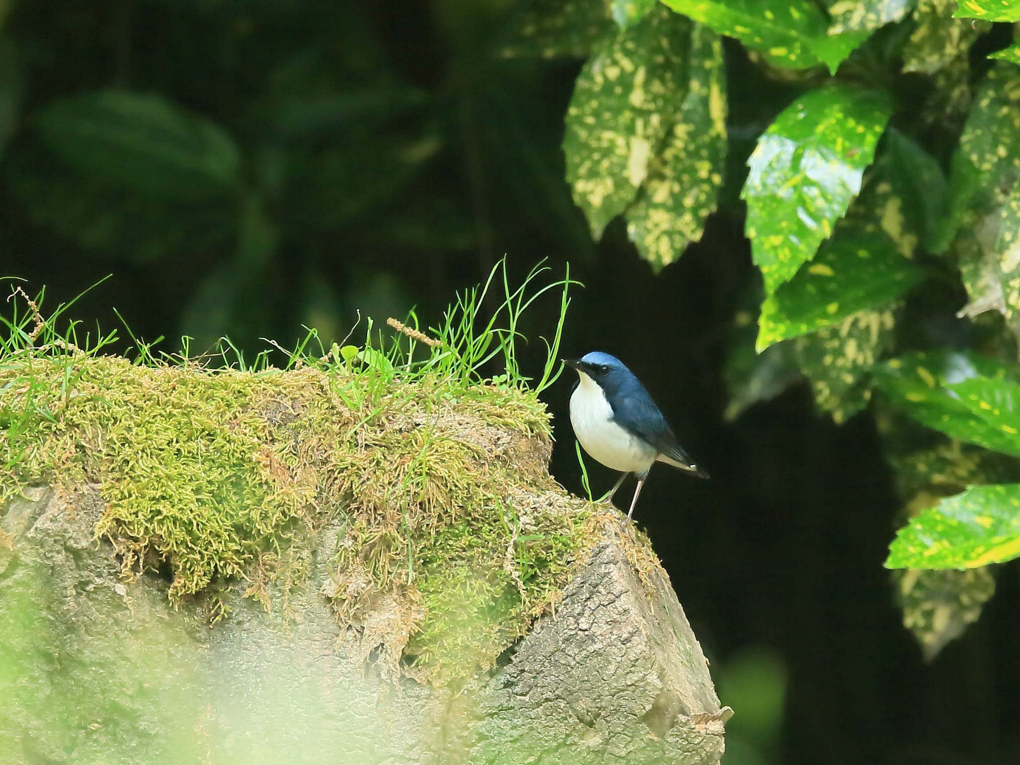 Canon EF 400mm F2.8L IS II USM sample photo. コルリ   ポーズ− photography