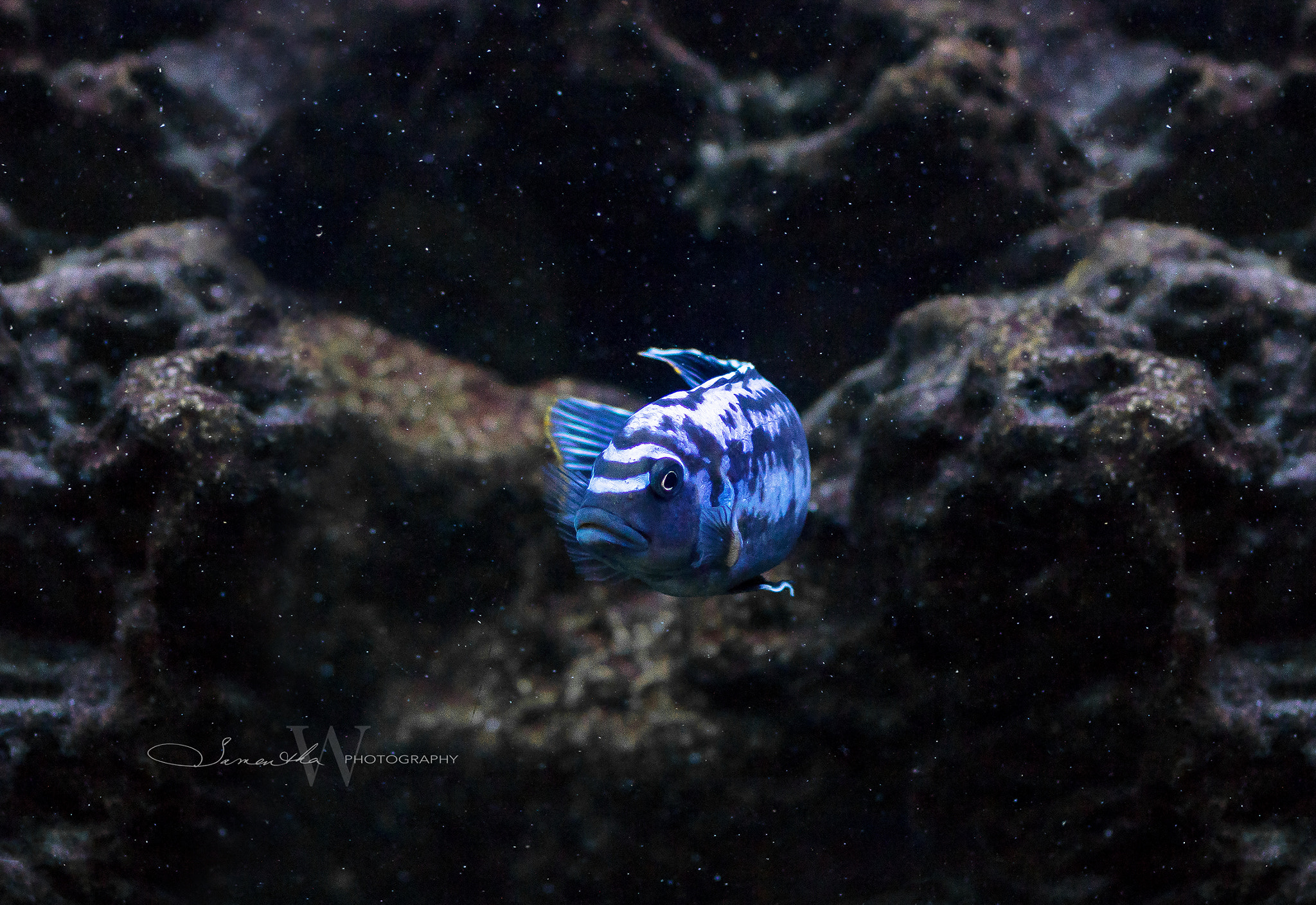 Canon EOS 750D (EOS Rebel T6i / EOS Kiss X8i) sample photo. Blue photography