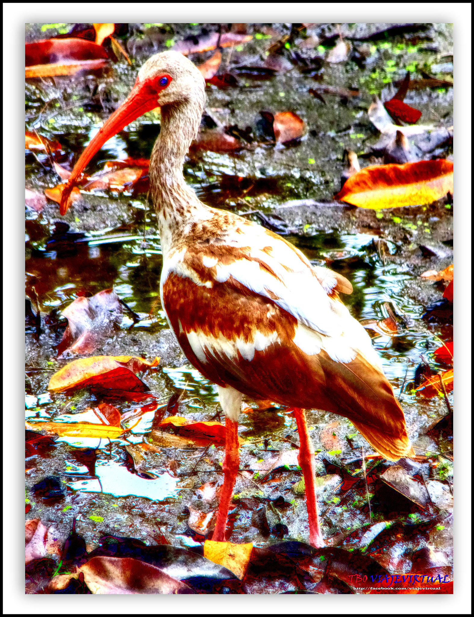 Fujifilm FinePix F850EXR sample photo. White ibis. eudocimus albus. photography