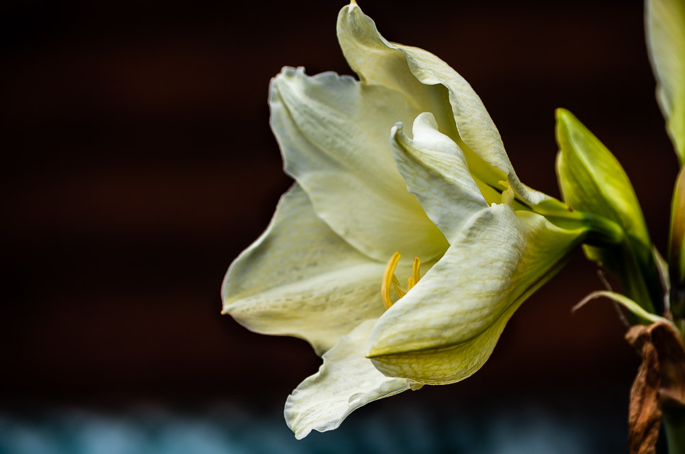 HD Pentax DA 55-300mm F4.0-5.8 ED WR sample photo. Next to last pictures before move photography