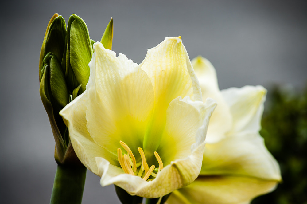 HD Pentax DA 55-300mm F4.0-5.8 ED WR sample photo. Next to last pictures before move photography