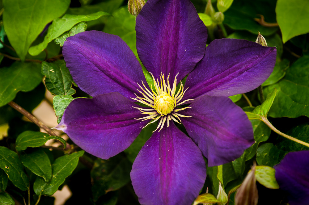 HD Pentax DA 55-300mm F4.0-5.8 ED WR sample photo. Next to last pictures before move photography