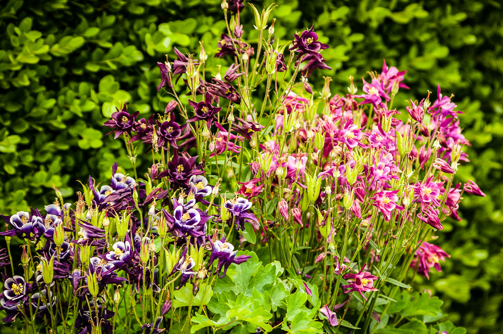 HD Pentax DA 55-300mm F4.0-5.8 ED WR sample photo. Next to last pictures before move photography