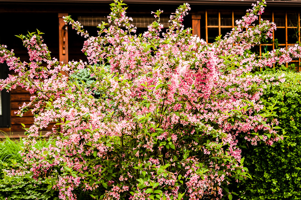 HD Pentax DA 55-300mm F4.0-5.8 ED WR sample photo. Next to last pictures before move photography