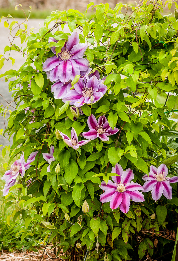 HD Pentax DA 55-300mm F4.0-5.8 ED WR sample photo. Next to last pictures before move photography