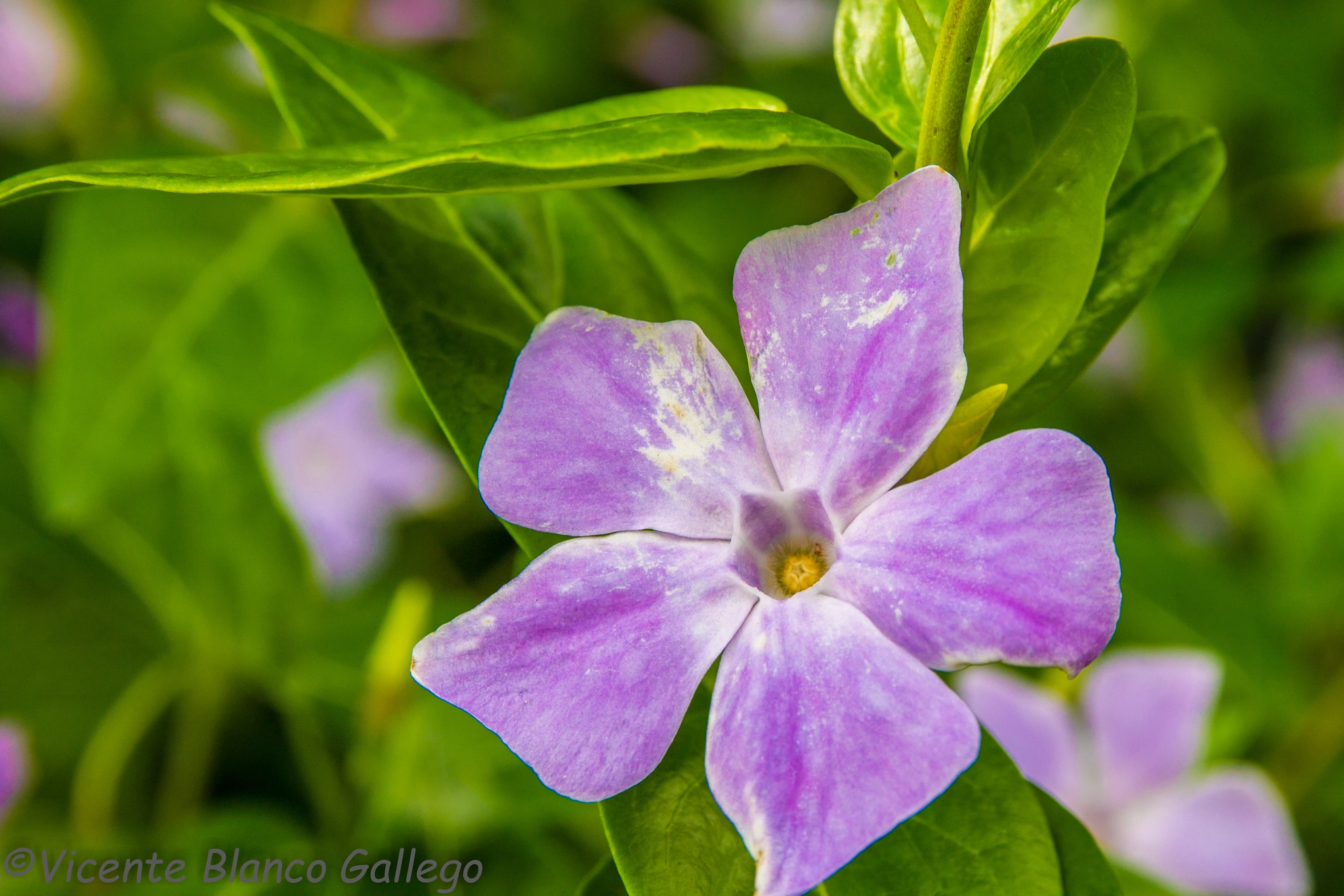 Sigma 17-70mm F2.8-4 DC Macro OS HSM sample photo. Spring photography