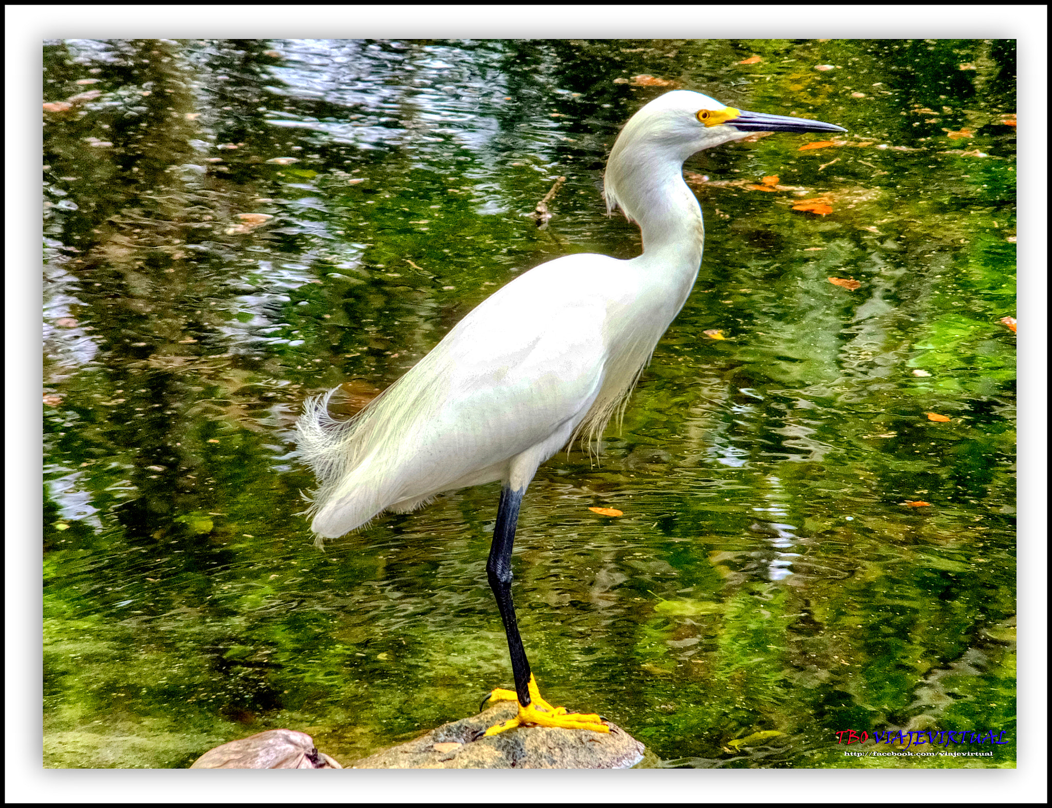 Fujifilm FinePix F850EXR sample photo. Snowy egret. egretta thula. photography