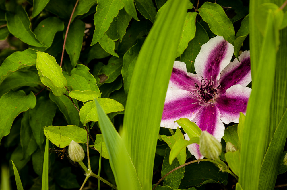 HD Pentax DA 55-300mm F4.0-5.8 ED WR sample photo. Next to last pictures before move photography