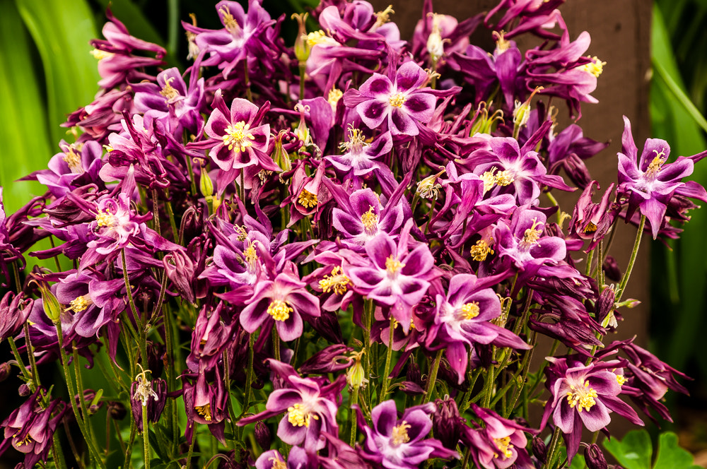 HD Pentax DA 55-300mm F4.0-5.8 ED WR sample photo. Next to last pictures before move photography