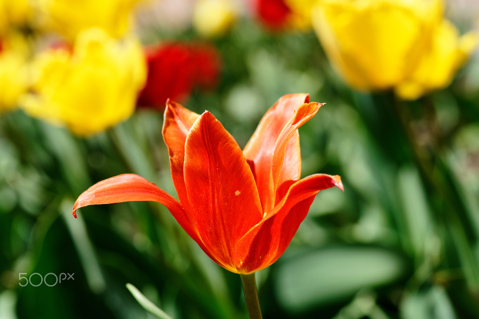 Sony a7R II + Sony FE 90mm F2.8 Macro G OSS sample photo. A tulip on the green photography
