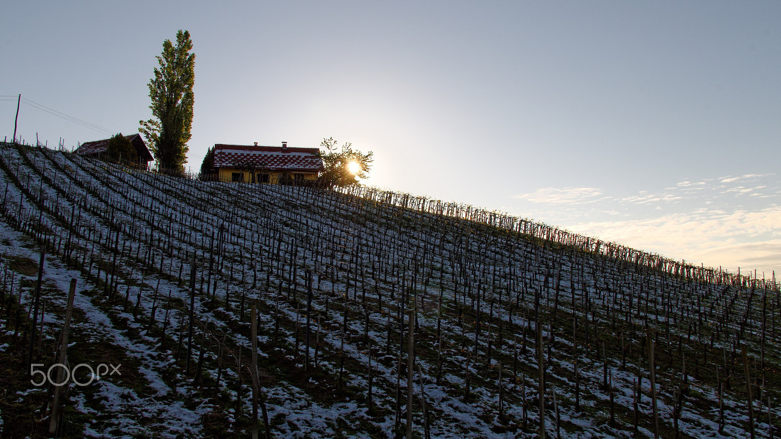 Pentax K-50 + Sigma Lens (8 255) sample photo. Snow in the blooming vineyard 1 photography