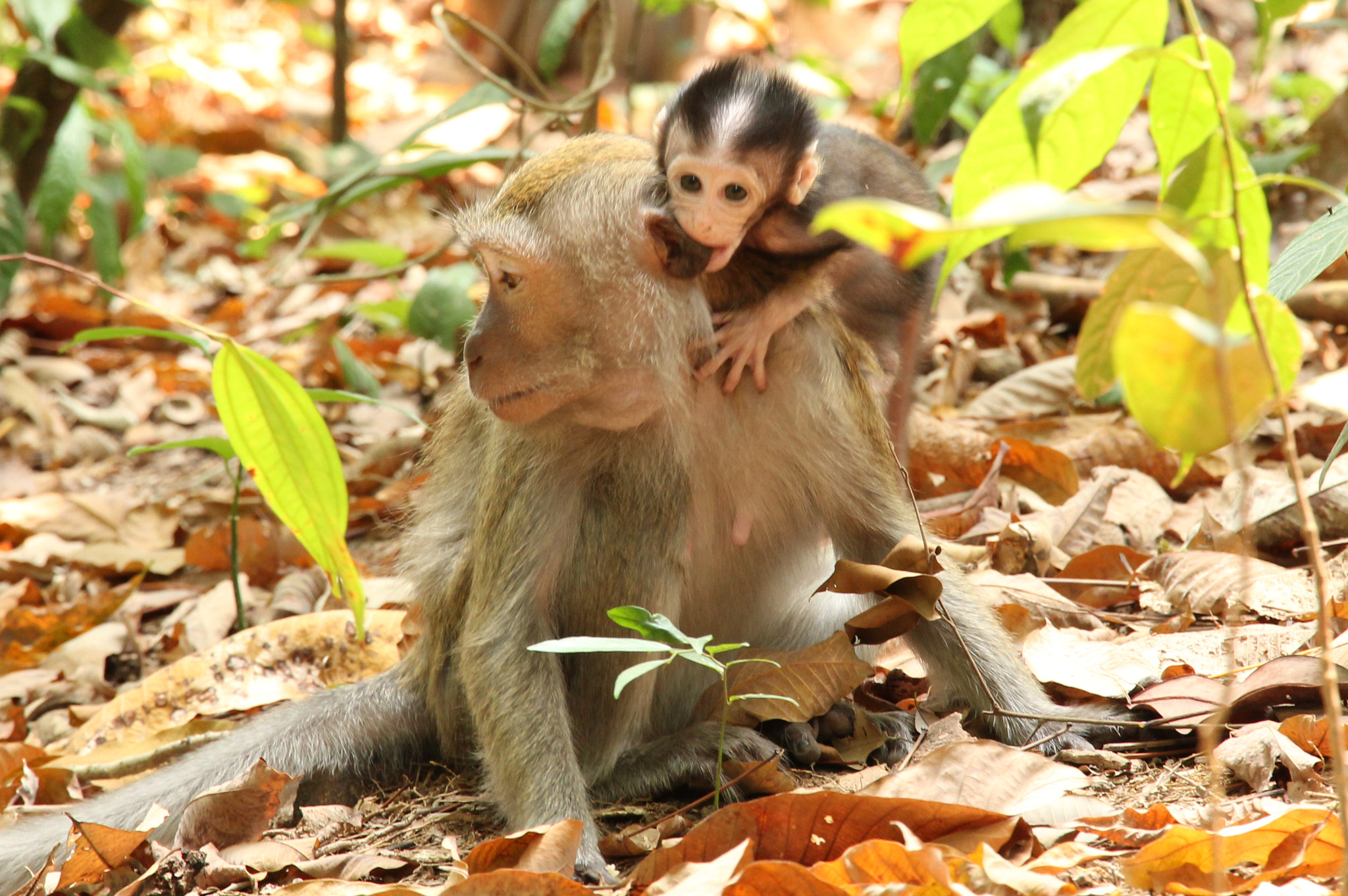 Canon EOS 550D (EOS Rebel T2i / EOS Kiss X4) sample photo. Monkeys photography