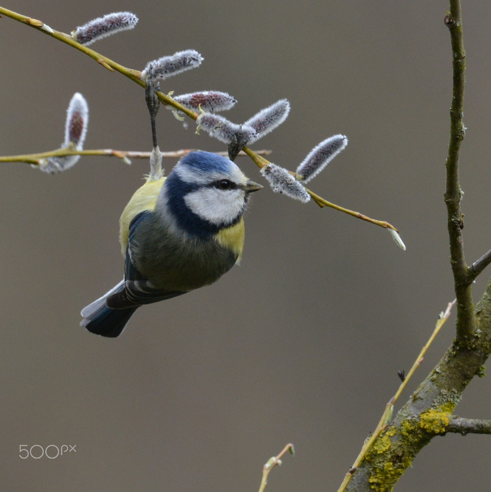 Nikon AF-S Nikkor 400mm F2.8G ED VR II sample photo. Blaumeise (cyanistes caeruleus) photography