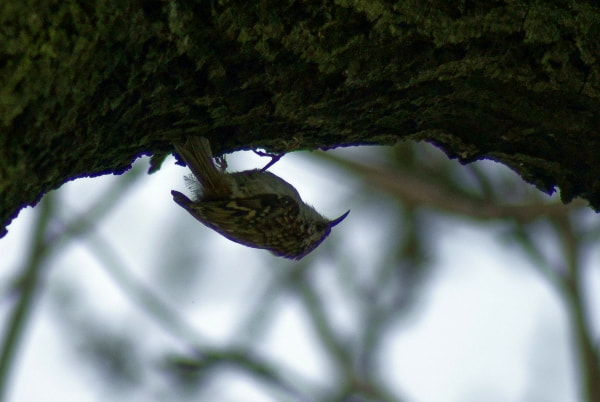 Sony Alpha DSLR-A200 + Minolta AF 100-300mm F4.5-5.6 sample photo. Pełzacz ogrodowy  (certhia brachydactyla) photography