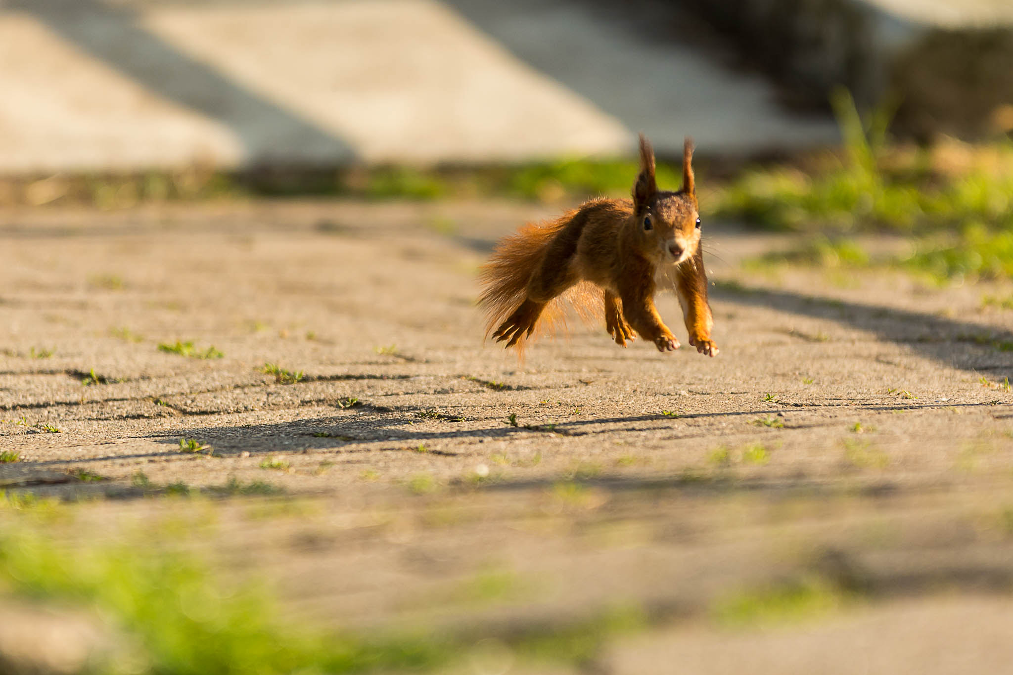 Sigma 70-200mm F2.8 EX DG OS HSM sample photo. Jump photography