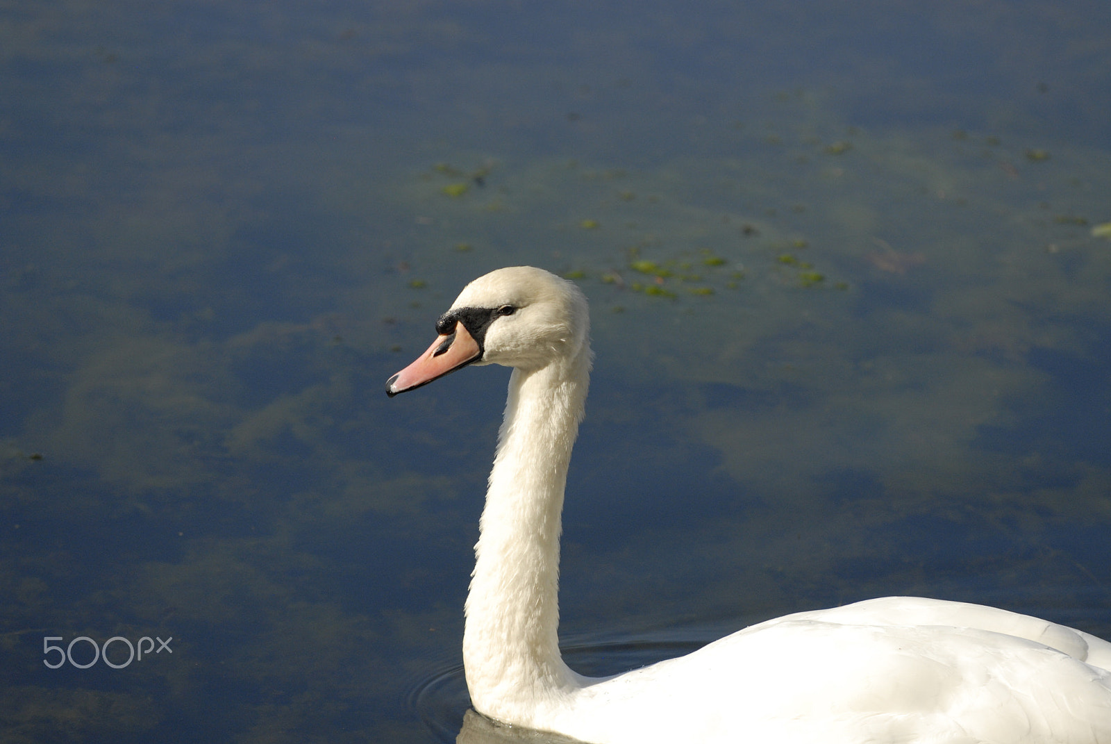 Nikon D200 sample photo. Cygne tuber photography