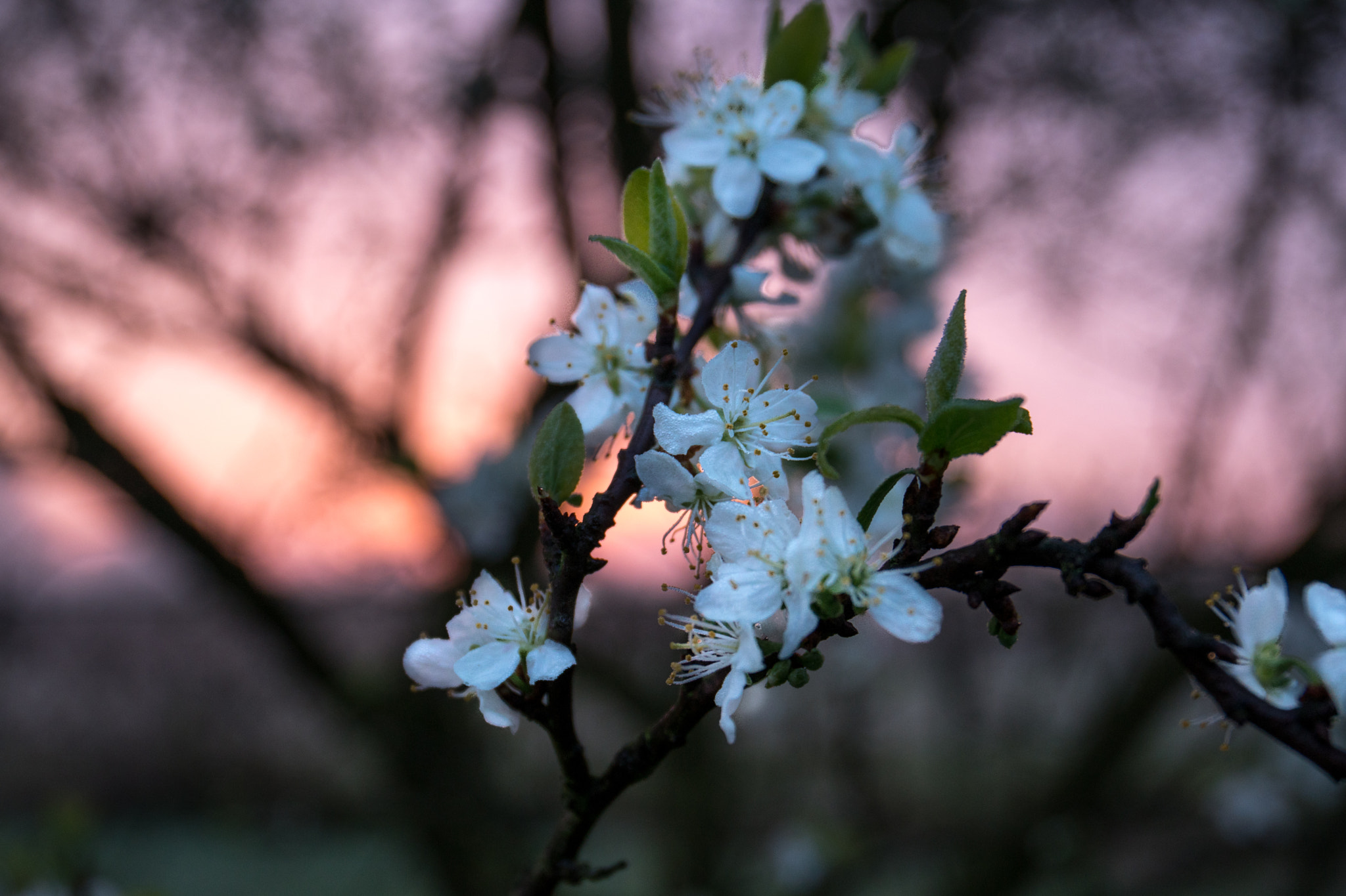Sony a6300 + Canon EF 24-70mm F4L IS USM sample photo. Blossom at sunrise photography