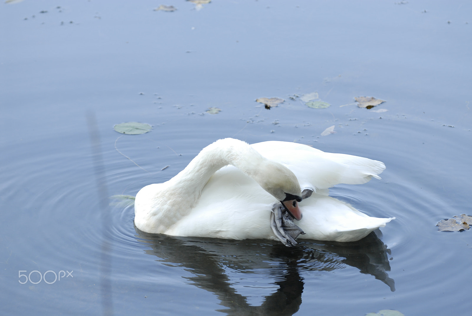Nikon D200 sample photo. Cygne tuber photography