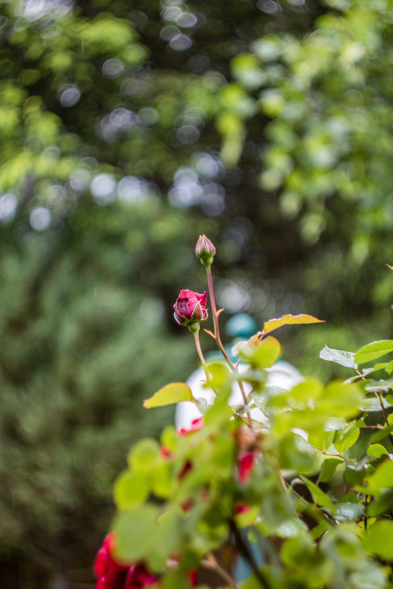 Canon EF 35-80mm f/4-5.6 sample photo. Rose photography