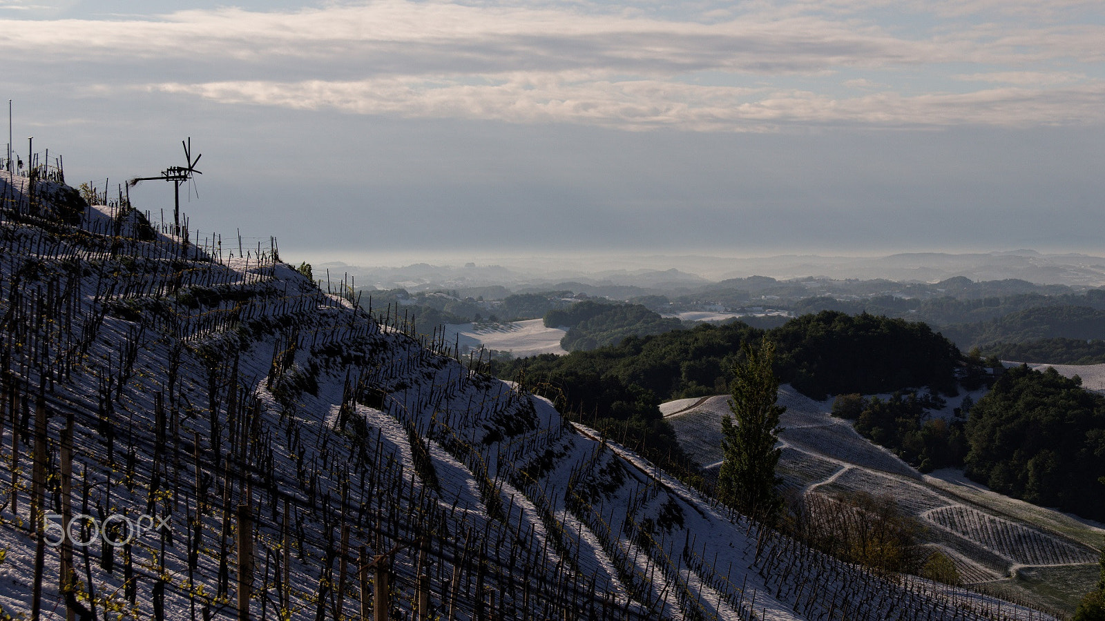 Pentax K-50 + Sigma 50-200mm F4-5.6 DC OS HSM sample photo. Snow and the blooming vineyard 2 photography