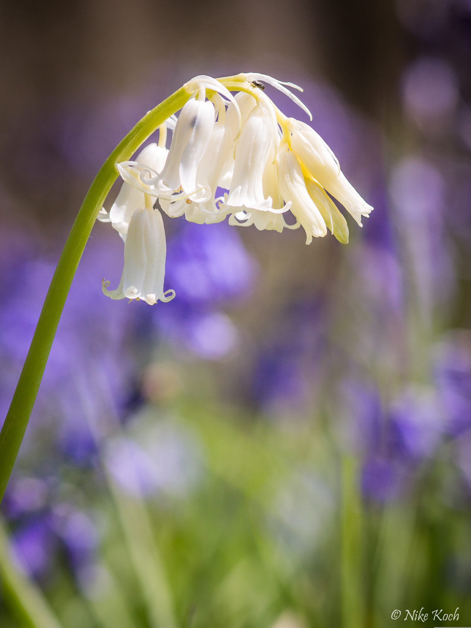 Sony SLT-A77 + Sigma 30mm F1.4 EX DC HSM sample photo. Albino bluebell photography