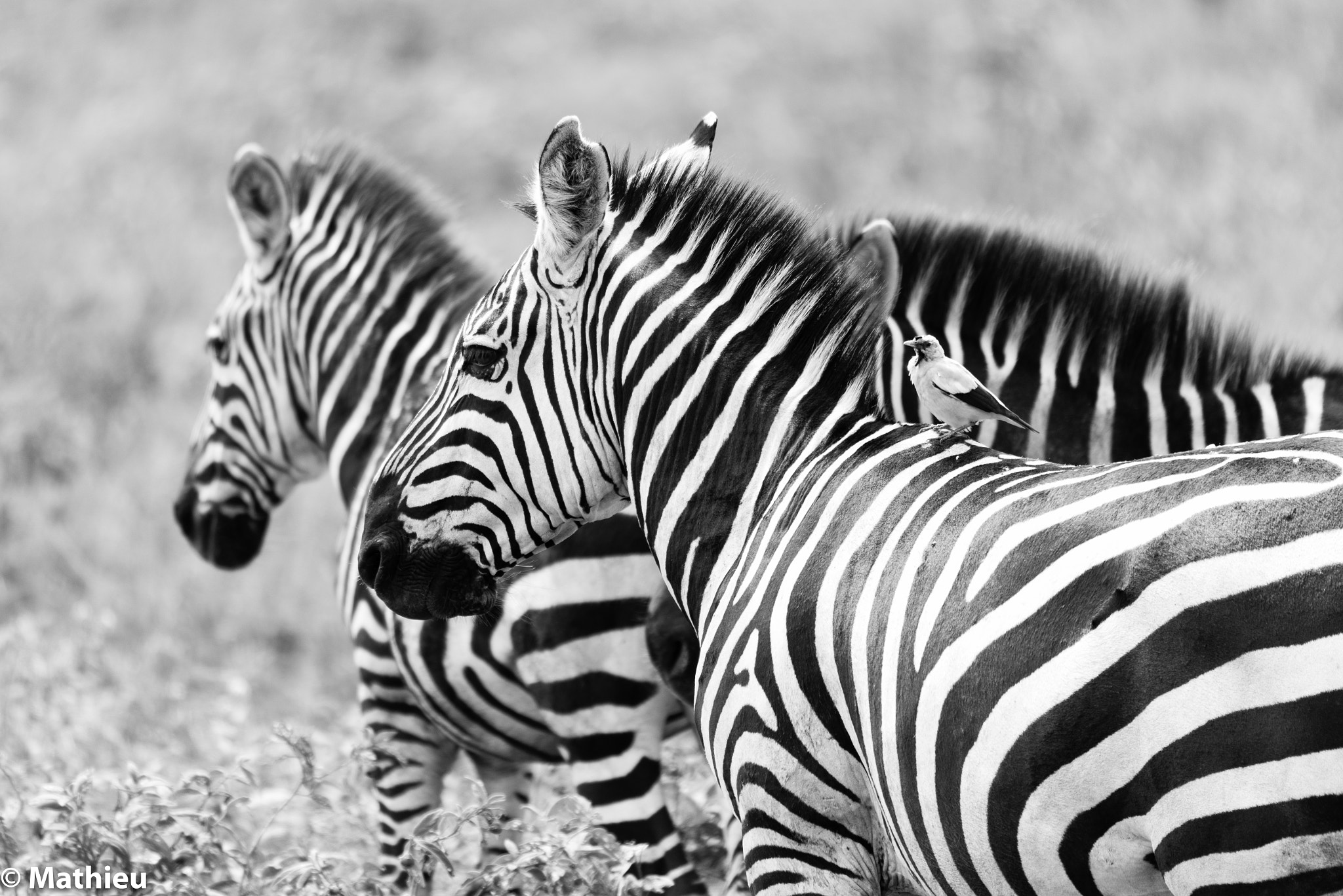Sigma 150-600mm F5-6.3 DG OS HSM | S sample photo. Zebre photography