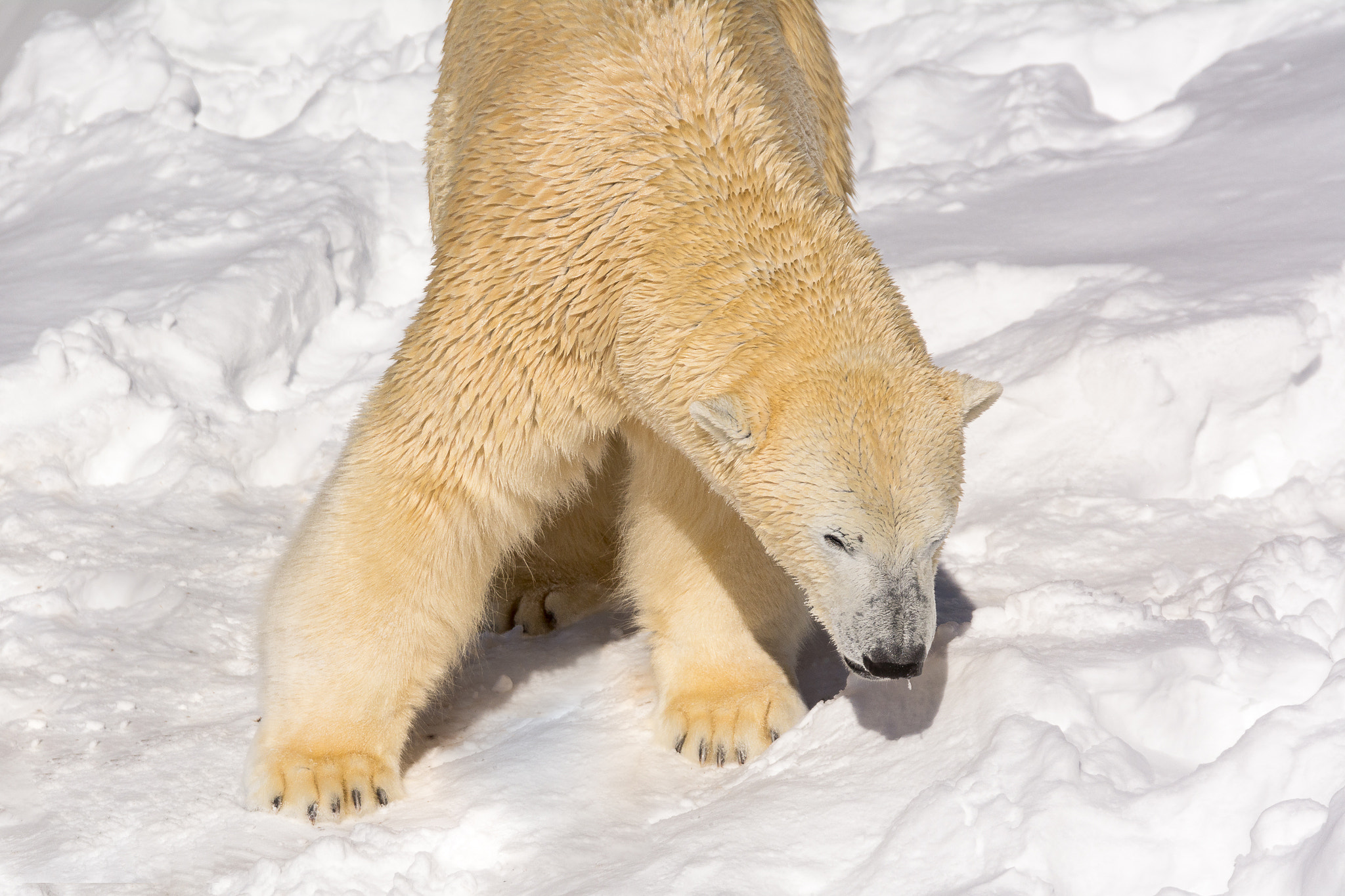 Nikon D7100 + Sigma 24-105mm F4 DG OS HSM Art sample photo. Quebec aquarium photography