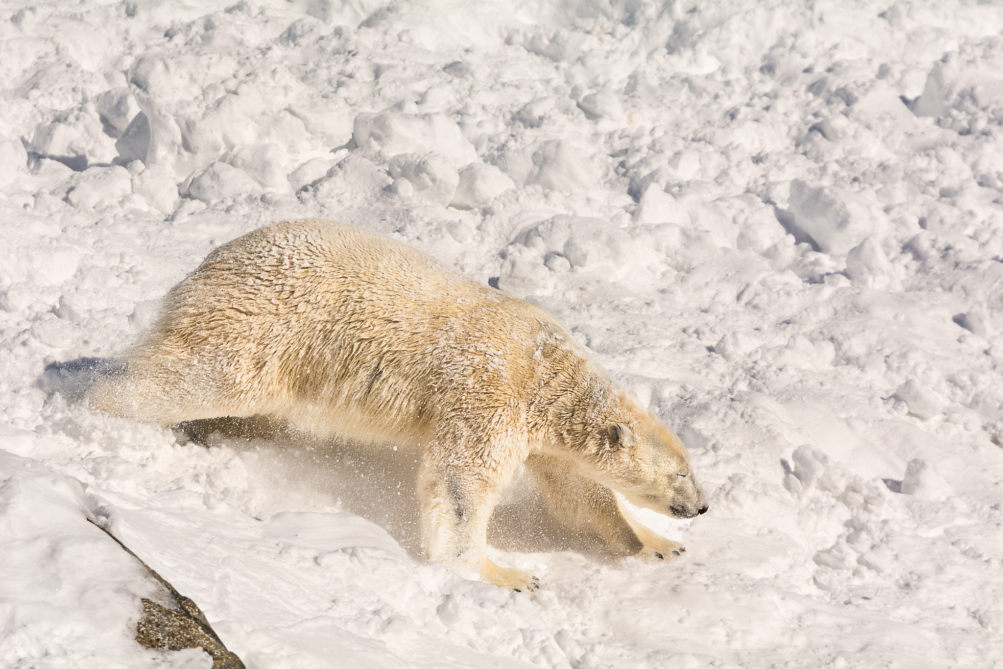 Nikon D7100 + Sigma 24-105mm F4 DG OS HSM Art sample photo. Quebec aquarium photography