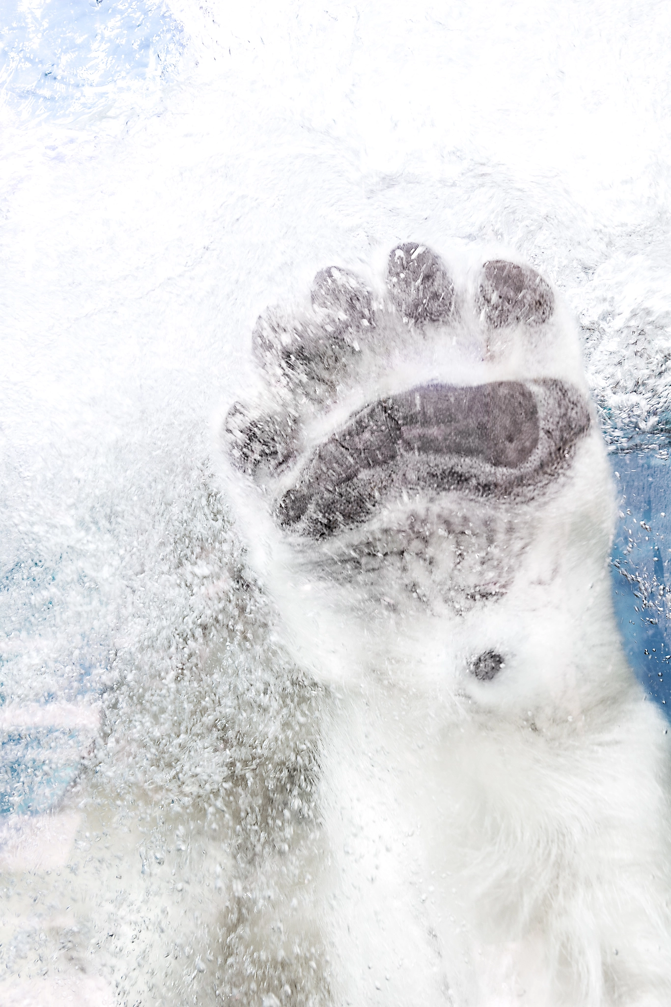 Nikon D7100 + Sigma 24-105mm F4 DG OS HSM Art sample photo. Quebec aquarium photography